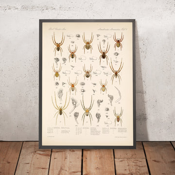 A framed image of 