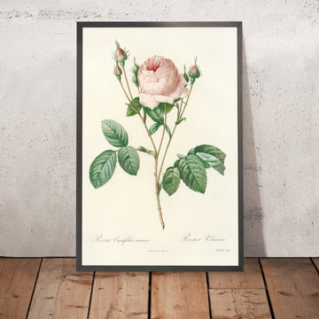 A framed image of Rosa centifolia Carnea by Pierre Joseph Redouté, 1817