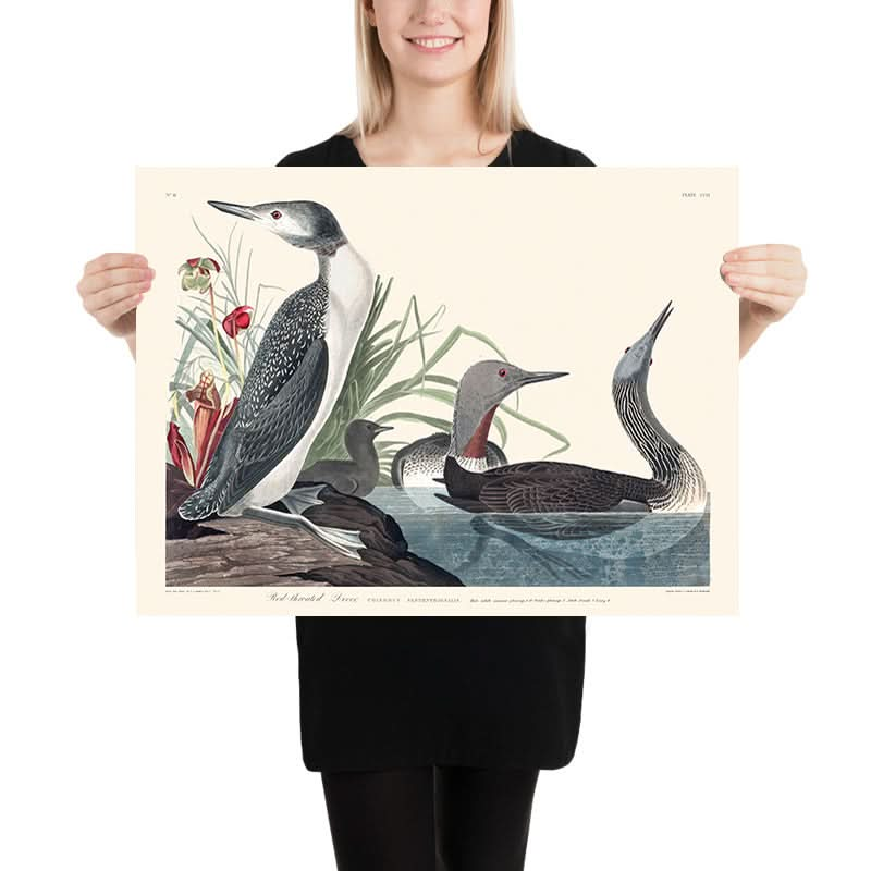 Red-Throated Diver by John James Audubon, 1827