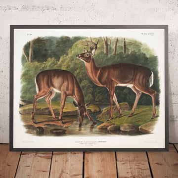 A framed image of 