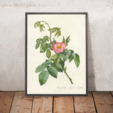 Rosa Villosa Therebenthina by Pierre Joseph Redouté, 1817