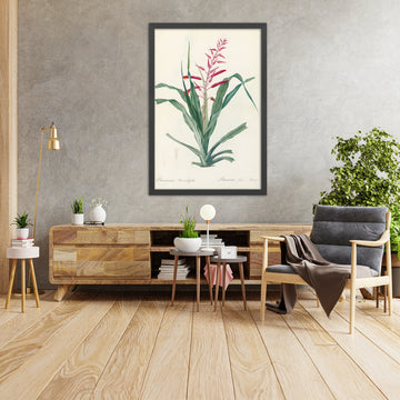 A framed image of Pitcairnia bromeliaefolia by Pierre Joseph Redouté, 1802