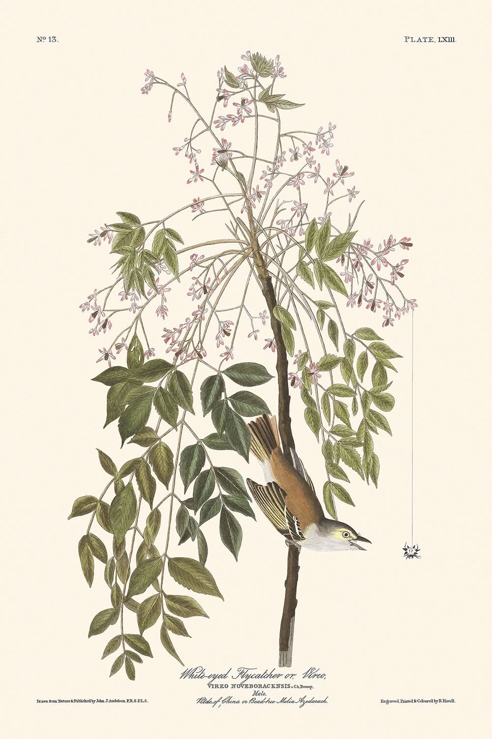 Moucherolle aux yeux blancs ou viréo par John James Audubon, 1827