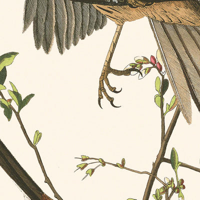 Song Sparrow by John James Audubon, 1827