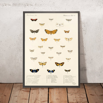 A framed image of 
