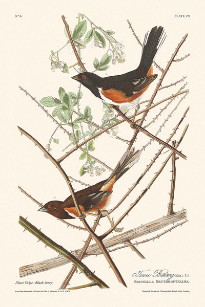 Towee Bunting by John James Audubon 1827