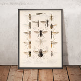 Two-Winged Insects (Diptera, Plate 05) by Frederick DuCane Godman, 1879