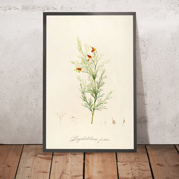 A framed image of Comphobolium furcellatum (Plate 11) by Pierre Joseph Redouté, 1813
