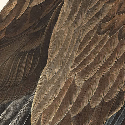 Weißkopfseeadler von John James Audubon, 1827 