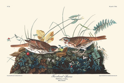 Gorrión de color zorro, de John James Audubon, 1827