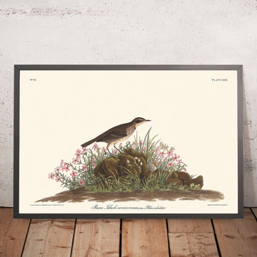 Prairie Titlark por John James Audubon, 1827