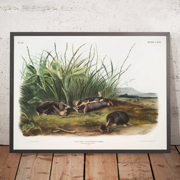 A framed image of 