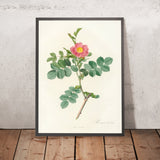 Sweet Briar (Rosa rubiginosa cretica) by Pierre Joseph Redouté, 1817