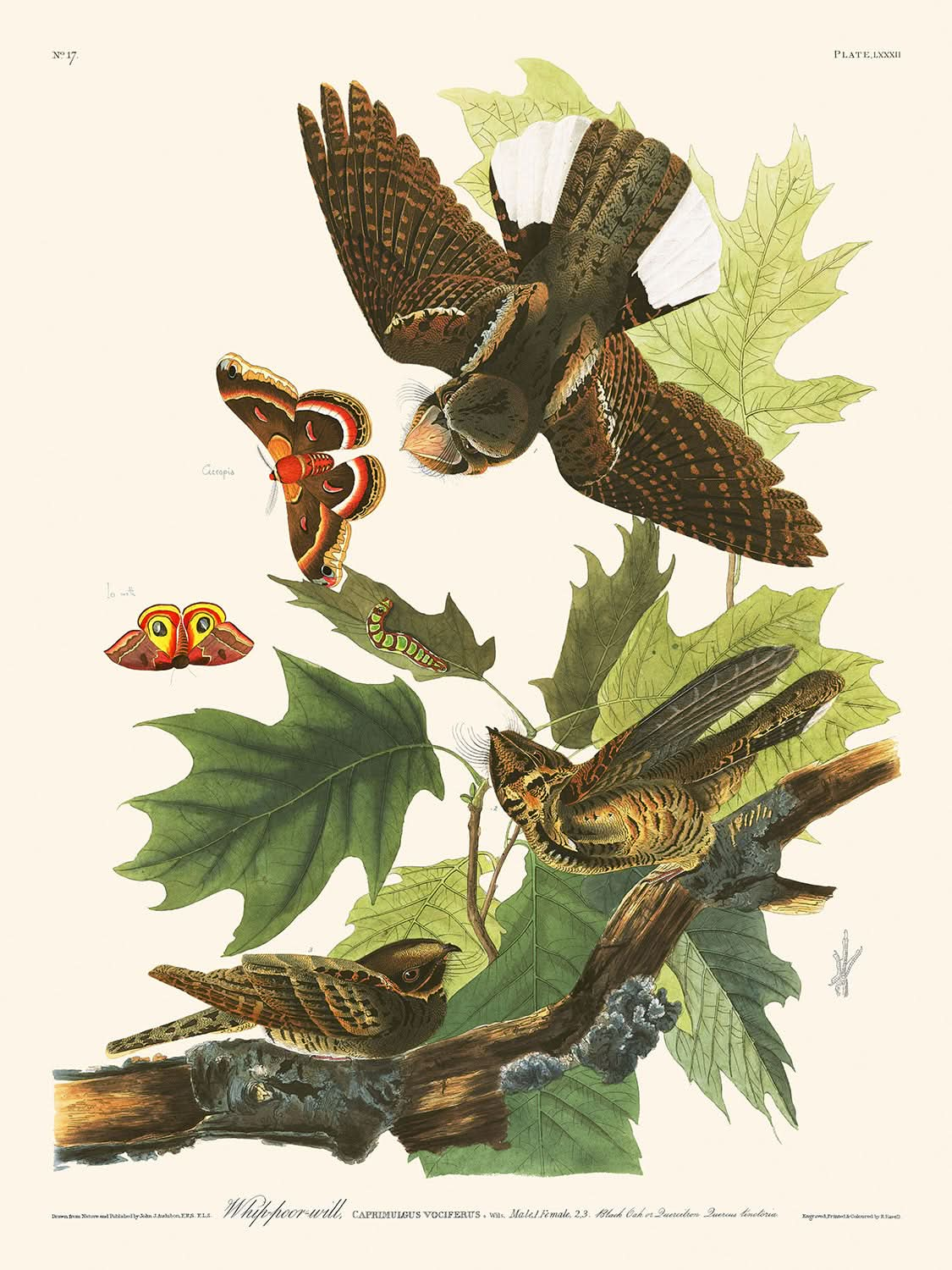 Engoulevent bois-pourri de John James Audubon, 1827