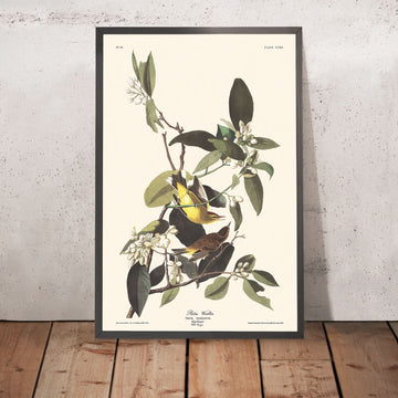 Palm Warbler von John James Audubon, 1827 