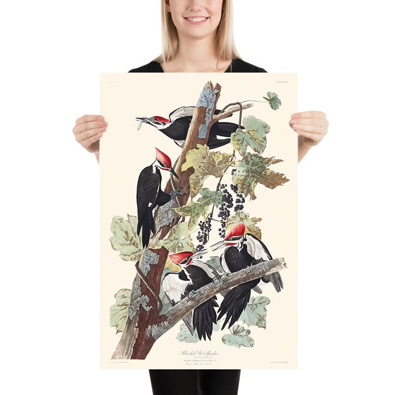 Pileated Woodpecker by John James Audubon 1827