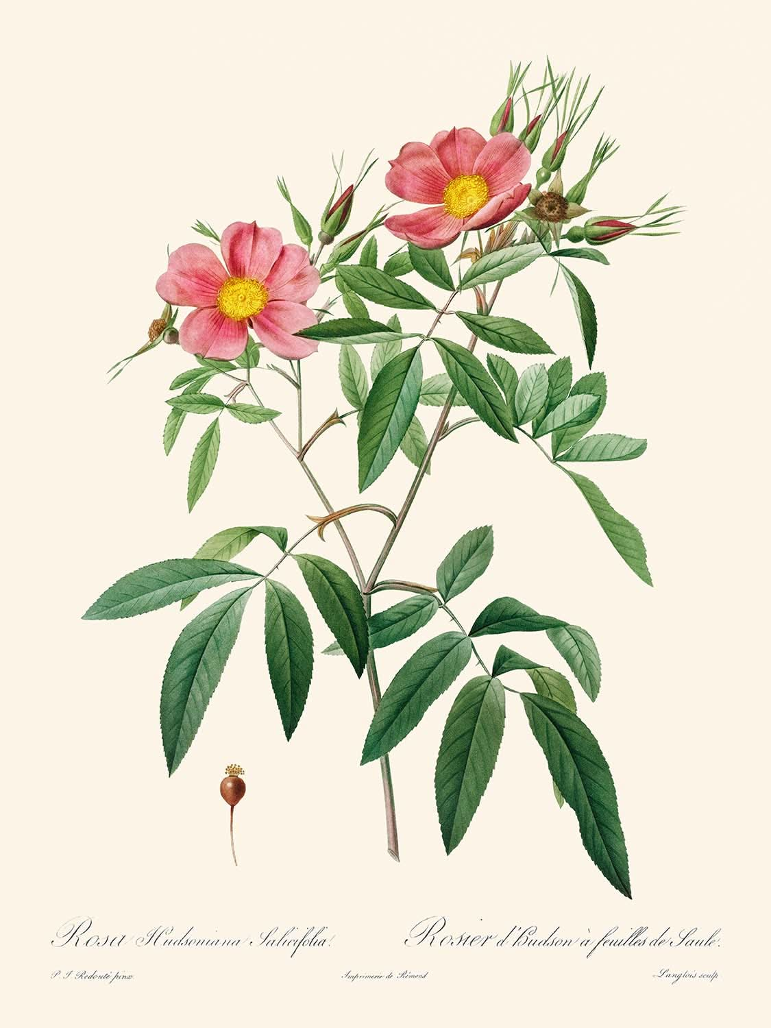 Rosa Hudsoniana Salicifolia de Pierre-Joseph Redouté, 1817