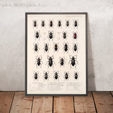 Beetles (Coleoptera, Plate 100) by Frederick DuCane Godman, 1879