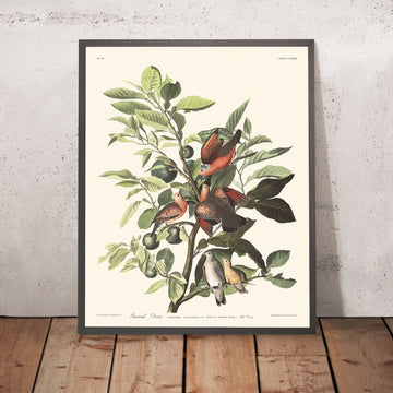 Planche 182 de la colombe au sol par John James Audubon 1827
