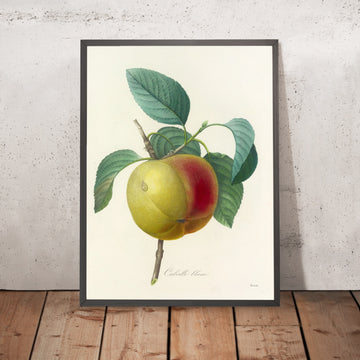 A framed image of Cabrille Blanc Apples (Plate 14) by Pierre Joseph Redouté, 1827