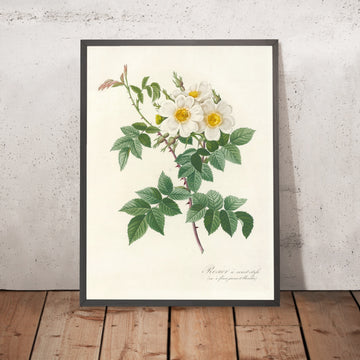 A framed image of Rose (Rosa brevistyla leucochroa) by Pierre Joseph Redouté, 1817