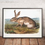 Texian Hare (Lepus texianus) by John Woodhouse Audubon, 1845