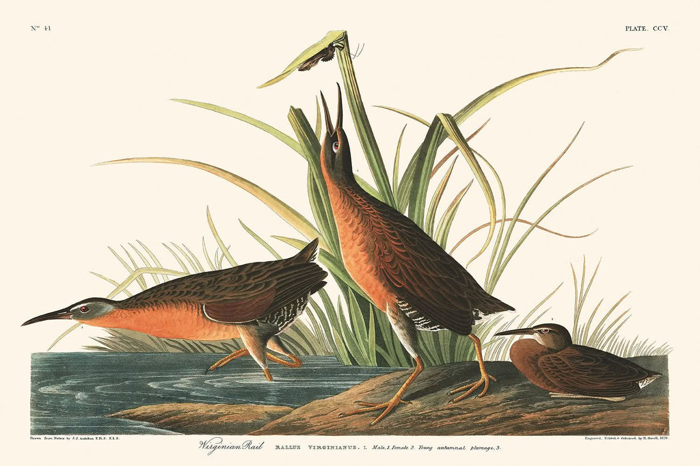 Virginia Rail by John James Audubon, 1827