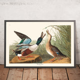 Shoveller Duck by John James Audubon, 1827