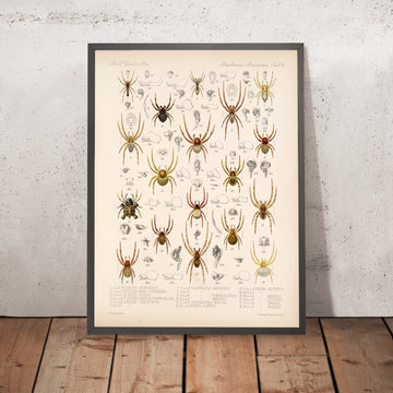 A framed image of 