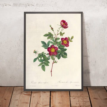 A framed image of Alpine Rose (Rosa alpina vulgaris) by Pierre Joseph Redouté, 1817