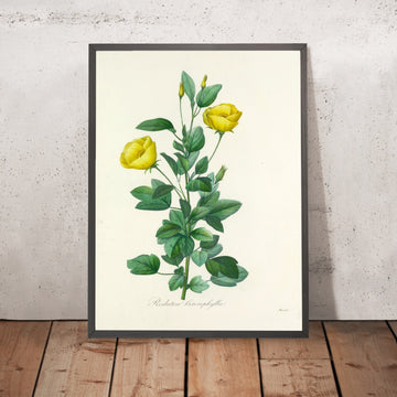A framed image of Redoutea heterophylla (Plate 84) by Pierre Joseph Redouté, 1827