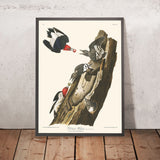 Picchio dalla testa rossa di John James Audubon 1827 