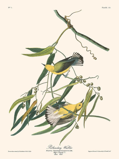 Reinita protonotaria por John James Audubon, 1827