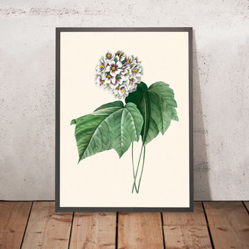 Dombeya Amelia di Pierre-Joseph Redouté, 1802 