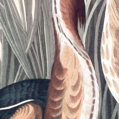 Petit Blongios par John James Audubon, 1827