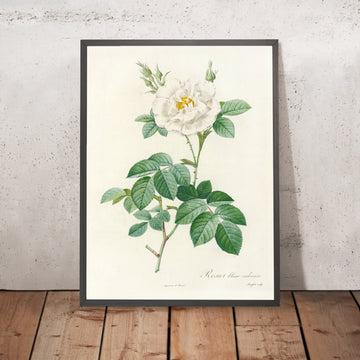 A framed image of Double White Rose (Rosa alba flore pleno) by Pierre Joseph Redouté, 1817