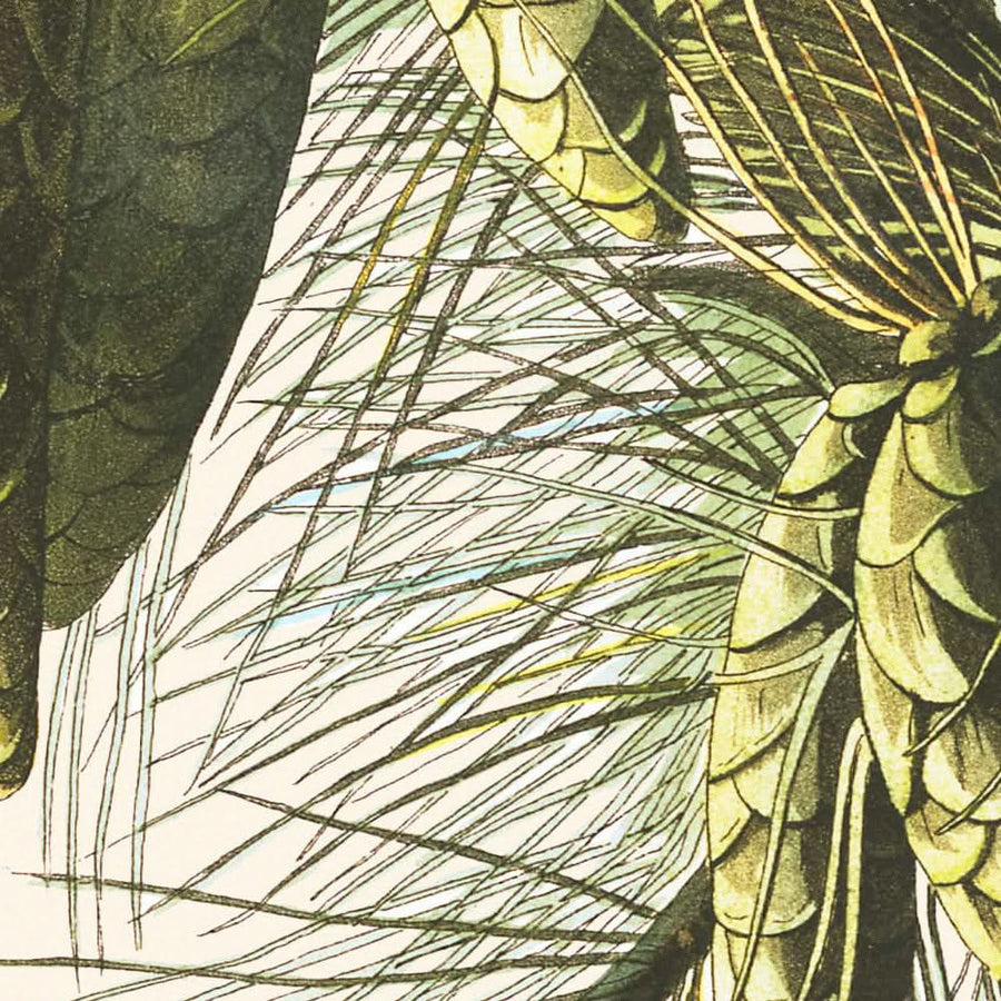 Cincia dal ciuffo di John James Audubon, 1827 