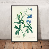 Water Forget-Me-Not (Myosotis scorpioides, Plate 50) by Pierre Joseph Redouté, 1827