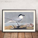 Sandwich Tern by John James Audubon, 1827
