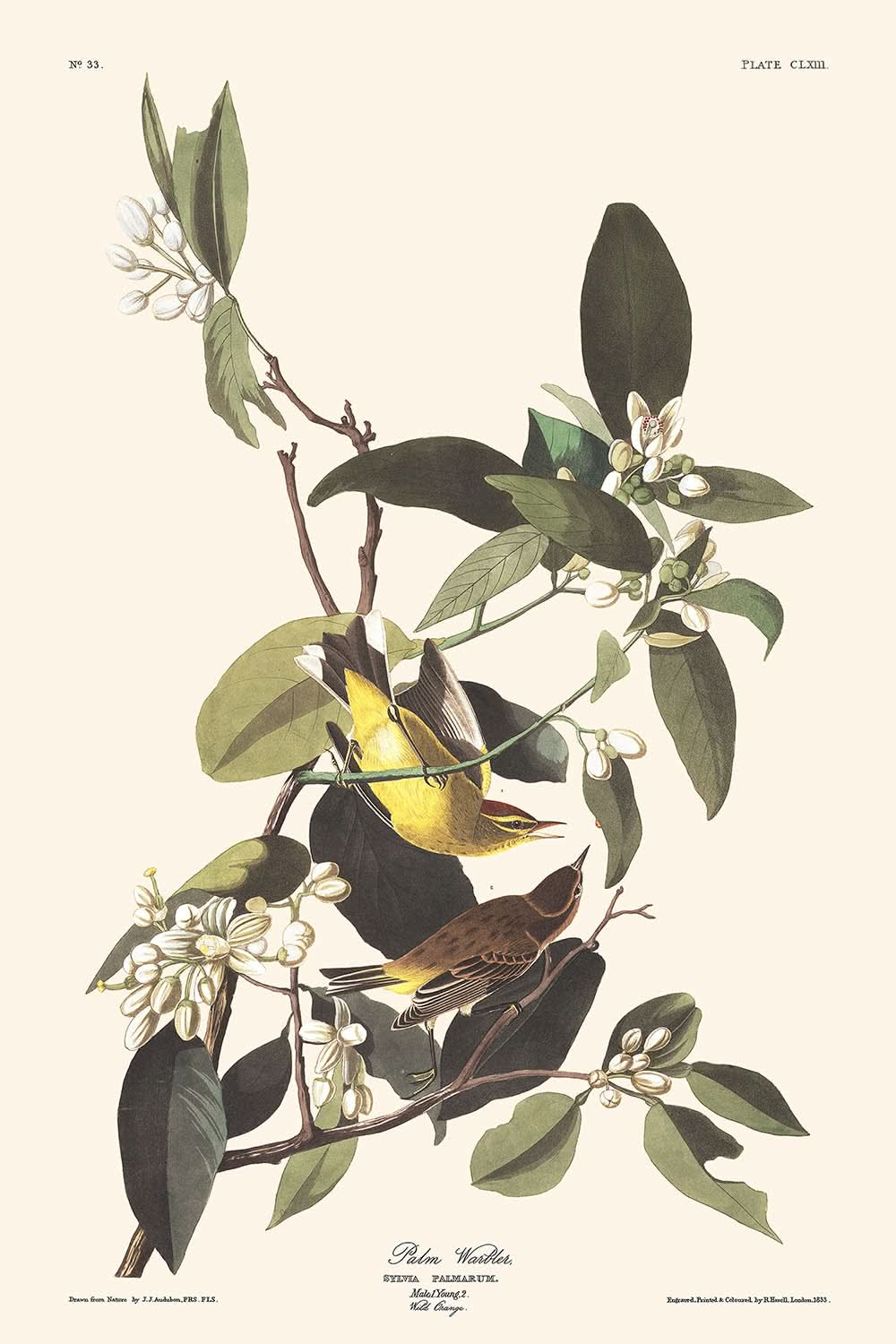 Fauvette à couronne rousse par John James Audubon, 1827