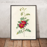 Alpine Rose (Rosa alpina debilis) by Pierre Joseph Redouté, 1817