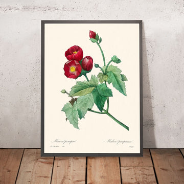 Malva Viola di Pierre-Joseph Redouté, 1802 