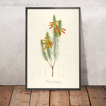 A framed image of Erica grandiflora (Plate 10) by Pierre Joseph Redouté, 1813