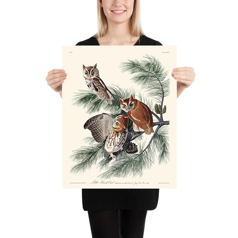 Civetta screech di John James Audubon, 1827 