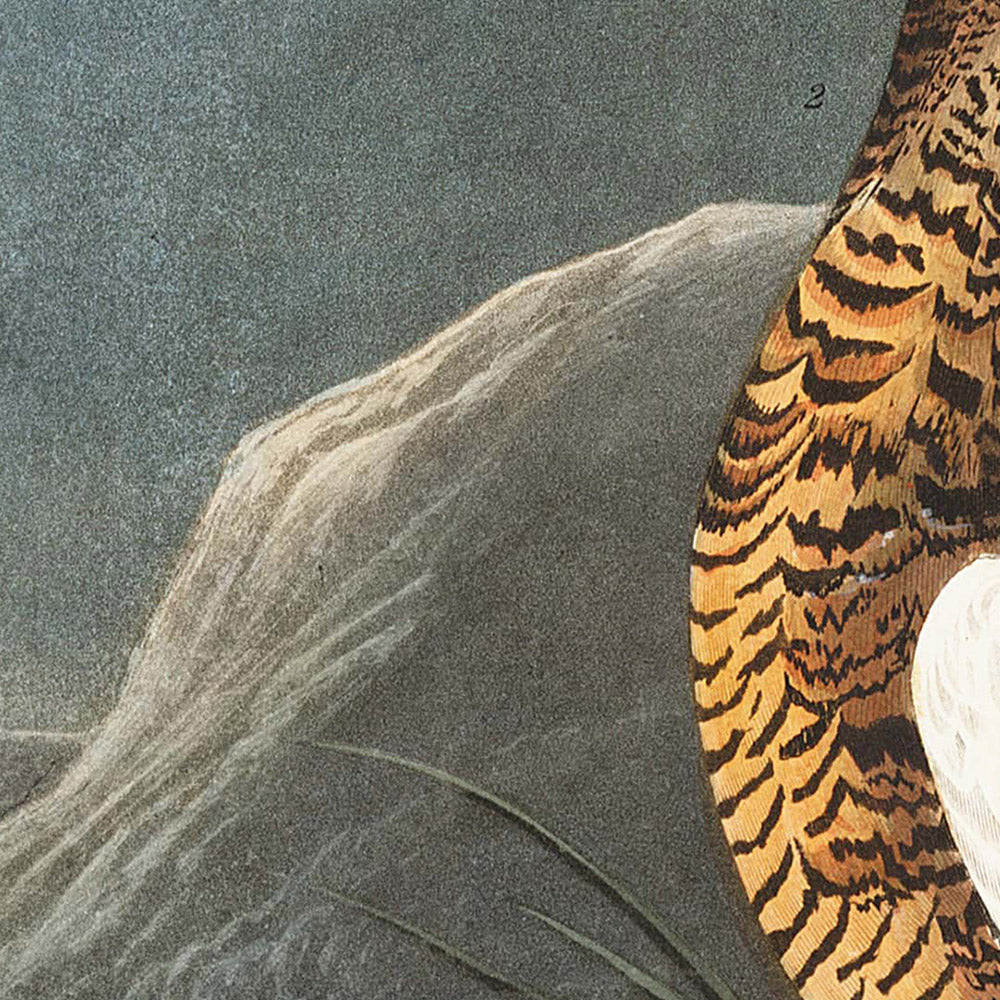 Rock Grouse by John James Audubon, 1827