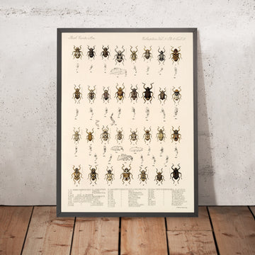 A framed image of 