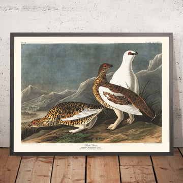 Un’immagine incorniciata del gallo forcello delle rocce di John James Audubon, 1827