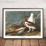 Felsenkreuzschnabel von John James Audubon, 1827 