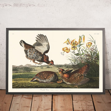 Gallo pinnato di John James Audubon, 1827 