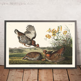 Pinnated Grouse by John James Audubon, 1827